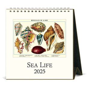 Cavallini & Co. Sea Life 2025 Easel Desk Calendar, 6.5"x6.5"